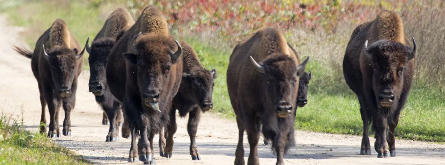 Minneopa Bison