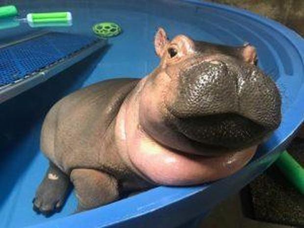 Fiona