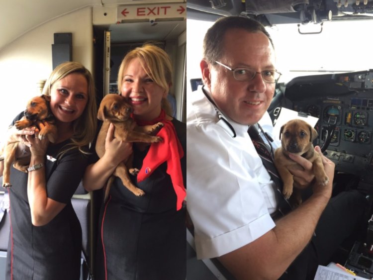 Operation Pets Alive