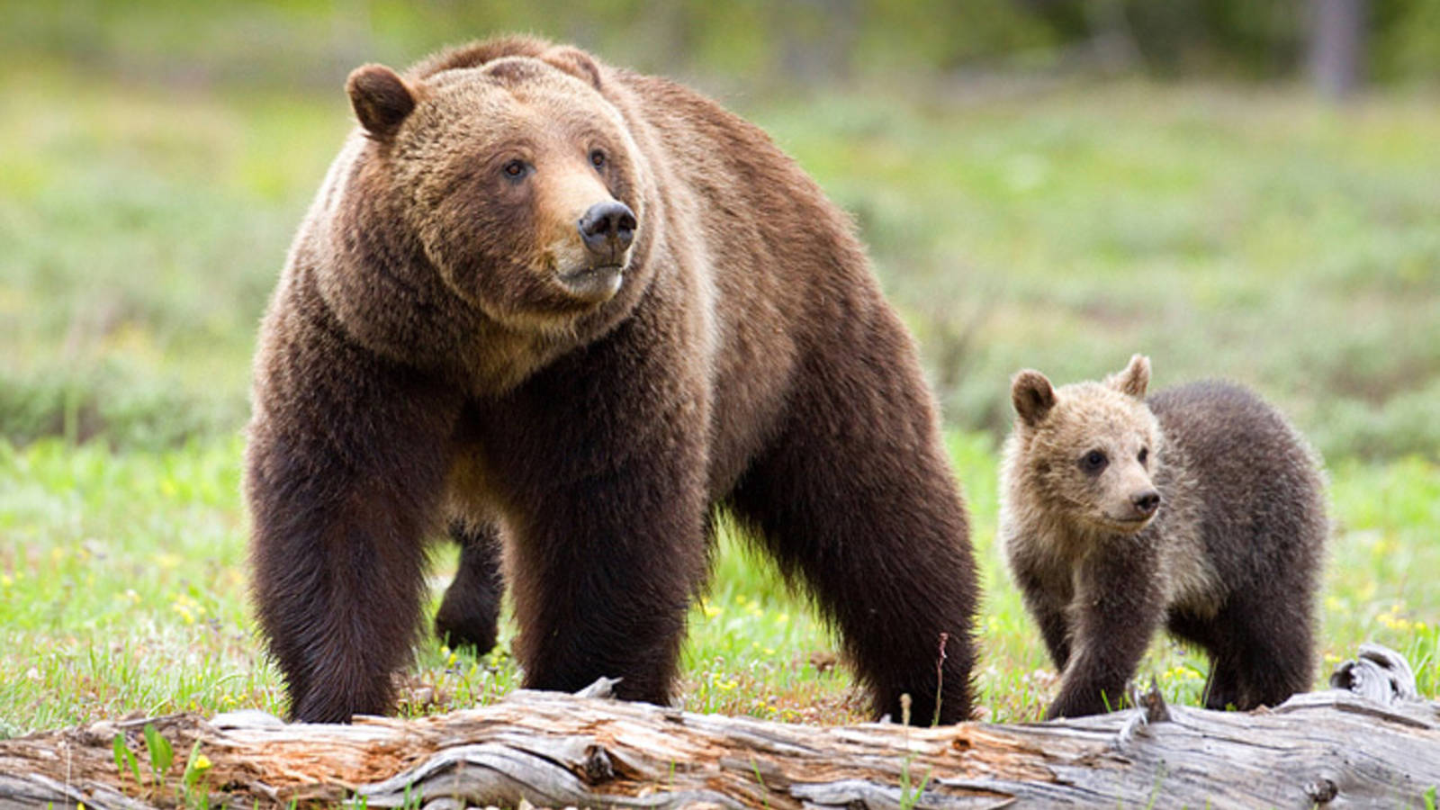 grizzly bears